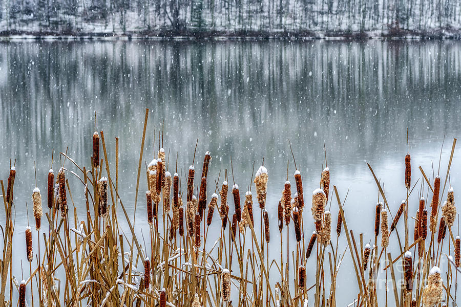 Autumn Snow and Cattails Photograph by Thomas R Fletcher