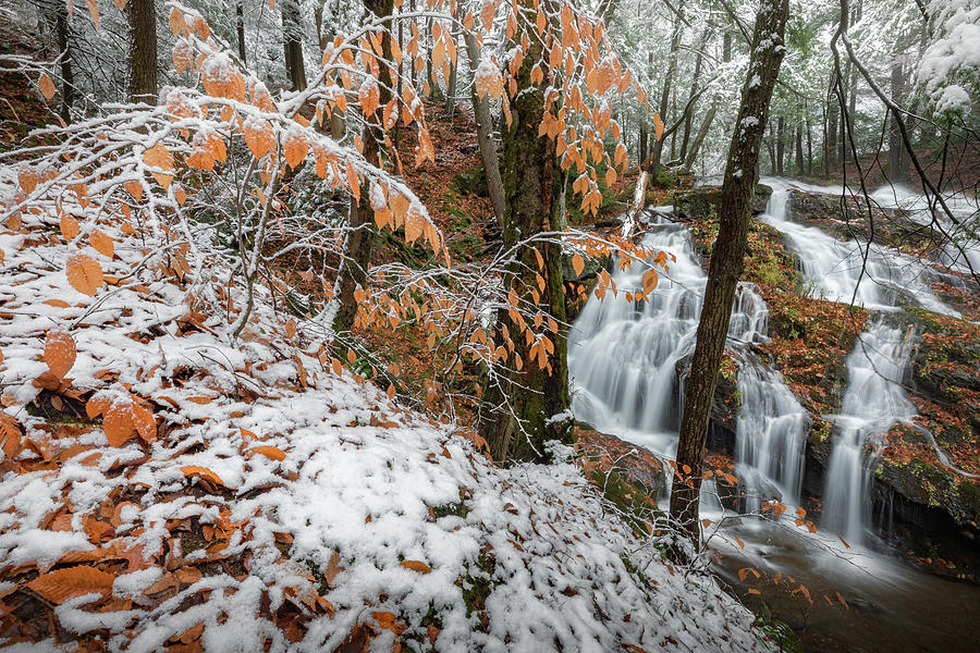 Autumn Snow Photograph by Bill Wakeley