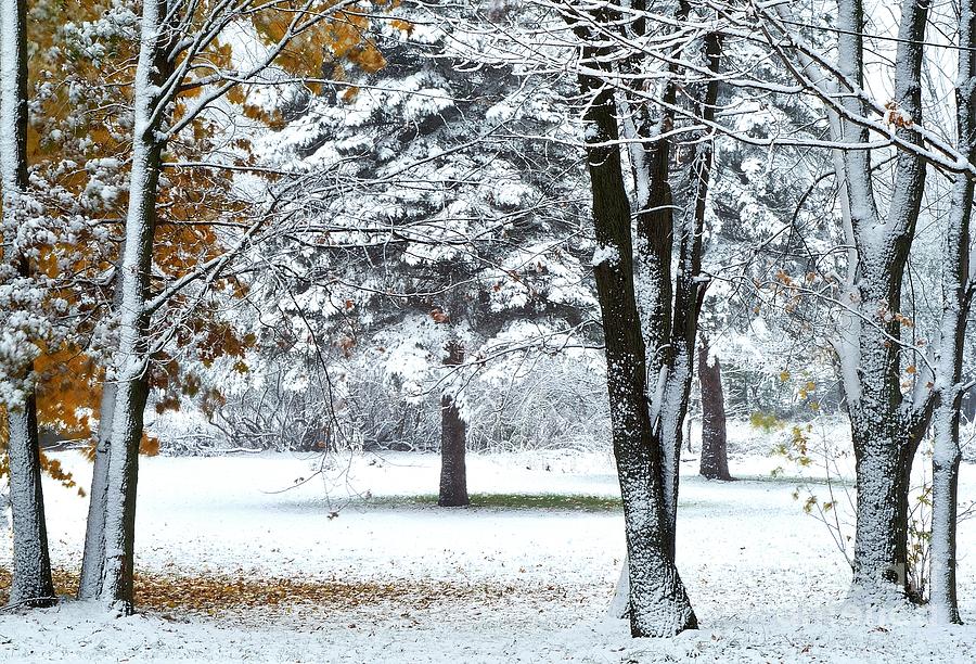 Autumn Snow in November Photograph by Randy Pollard