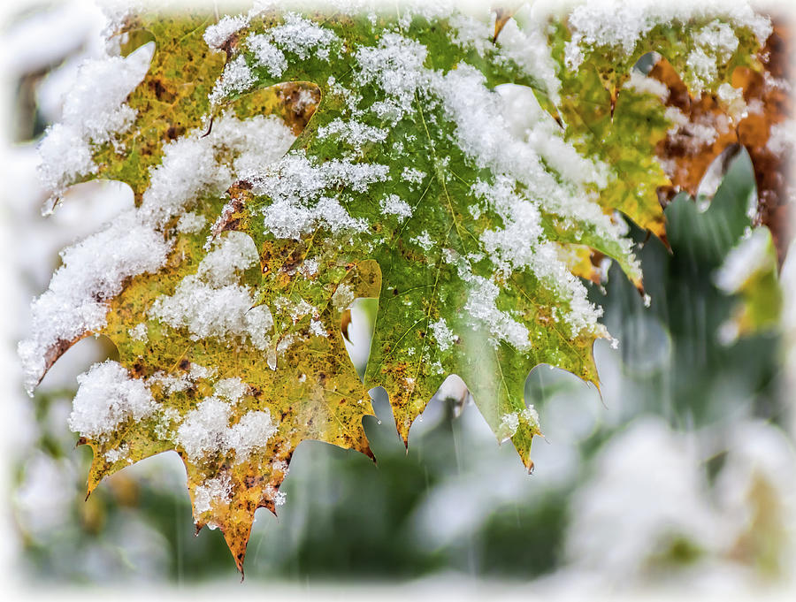 Autumn Snow - Photograph by Julie Weber