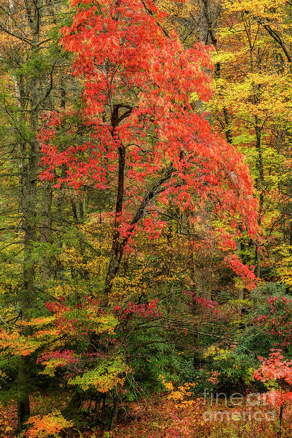 Autumn Sourwood Monongahela National Forest Photograph