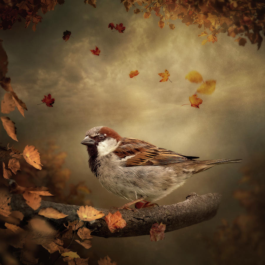 Autumn Sparrow  Digital Art by Maggy Pease