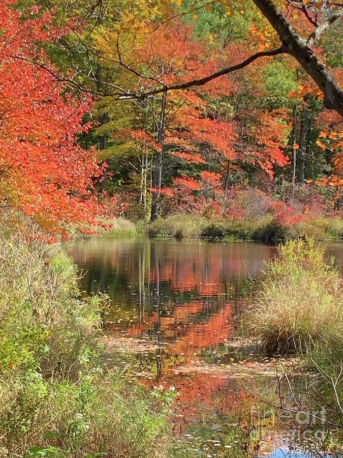 Fall Photograph - Autumn Splendor  by Debra Kaye McKrill