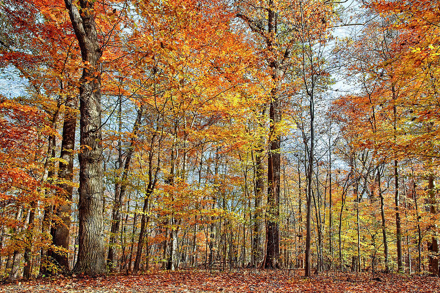 Tree Photograph - Autumn Splendor by Marcia Colelli