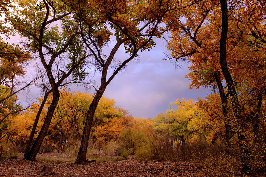Autumn Splendor Photograph by Mary Lee Dereske