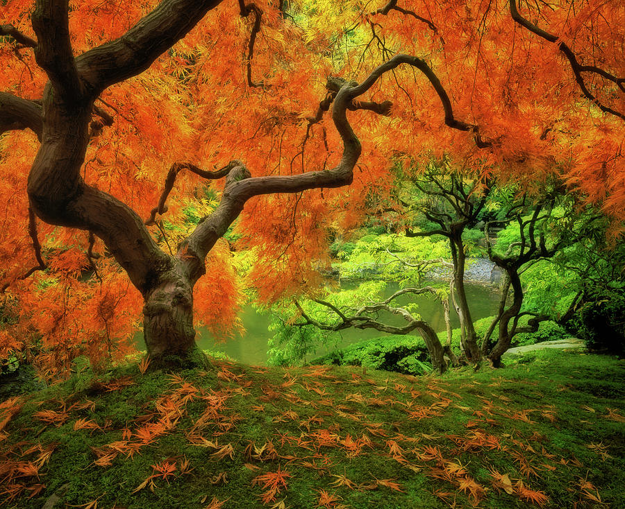 Autumn splendor of this lace leaf maple tree. Photograph by Larry