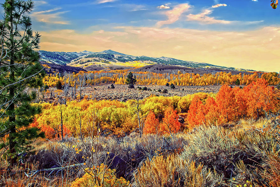 Autumn Splendor on the Mountainside Photograph by Lynn Bauer