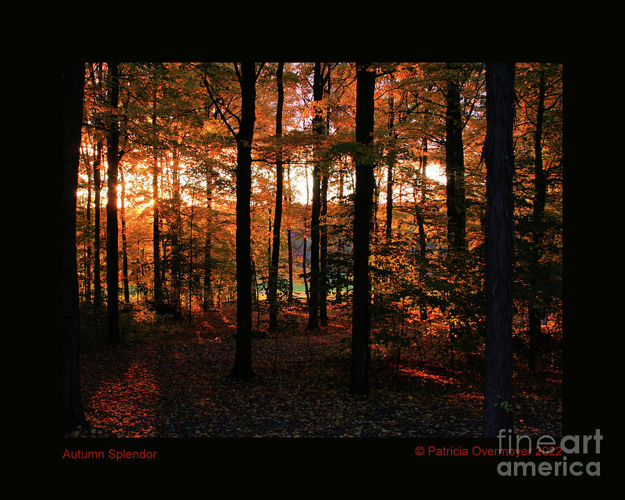 Autumn Splendor Photograph by Patricia Overmoyer