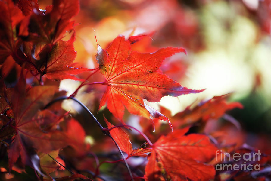 Autumn Splendor Photograph by Venetta Archer