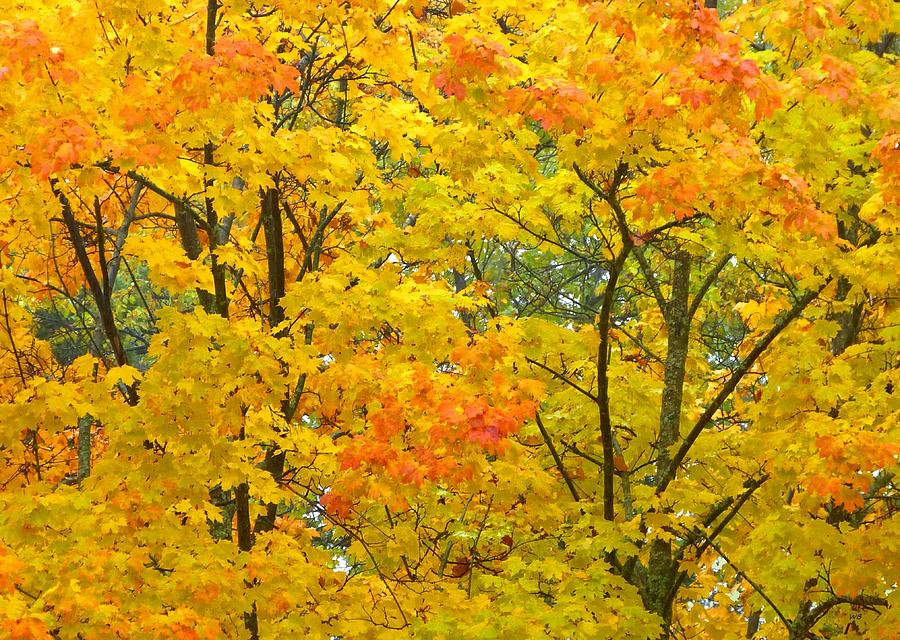 Nature Photograph - Autumn Splendor by Will Borden