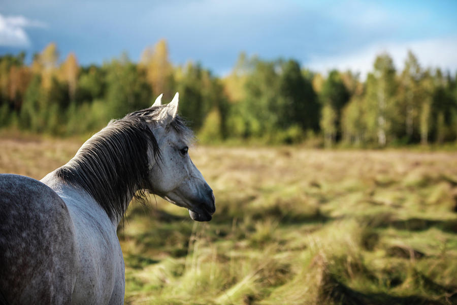 Autumn Splendour  Photograph by Listen To Your Horse