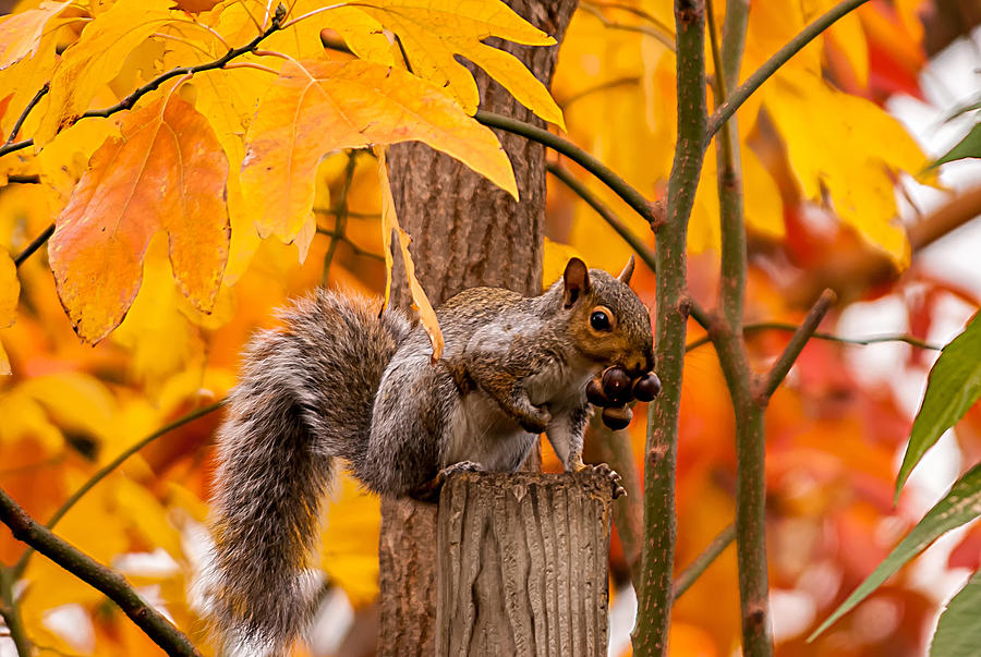 Autumn Squirrel Photograph by Anthony Sacco
