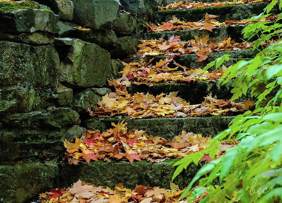 Autumn stairway  Photograph by Bruce Carpenter