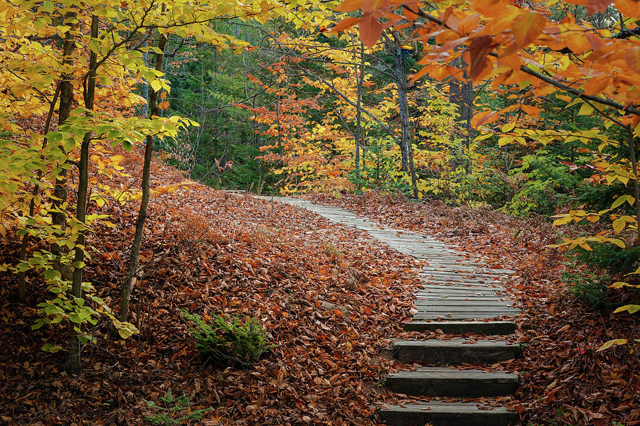 Autumn Steps  Photograph by David Heilman