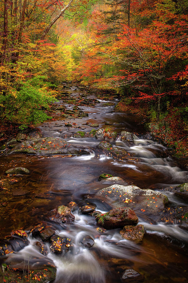 Fall Photograph - Autumn Stream by Andrew Soundarajan