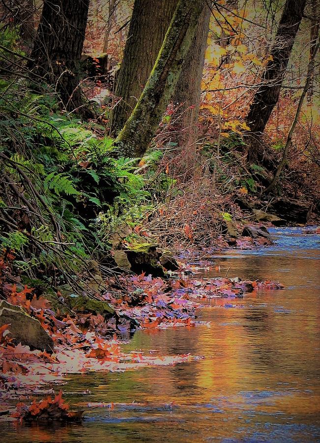 Autumn Stream in Michaux Forest Photograph by Angela Davies