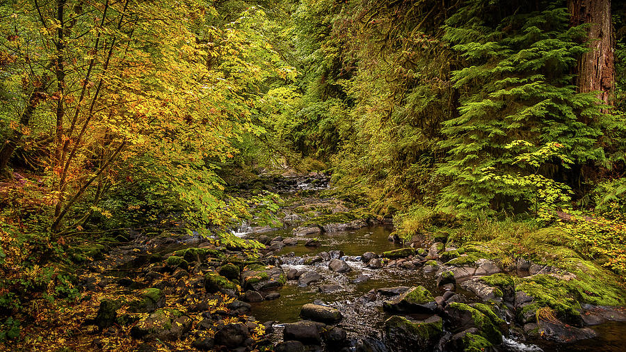 Autumn Stream Photograph by Bill Posner