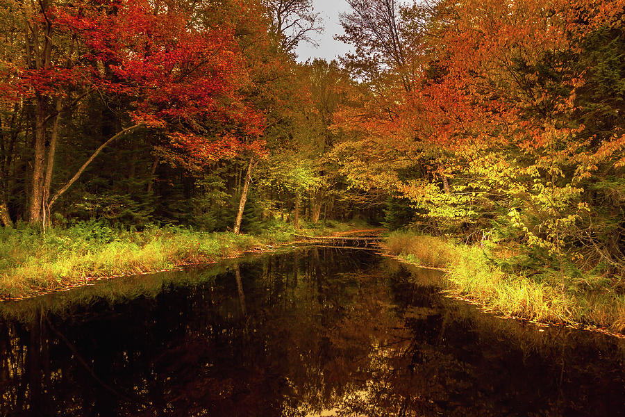 Autumn Stream Photograph by David Patterson