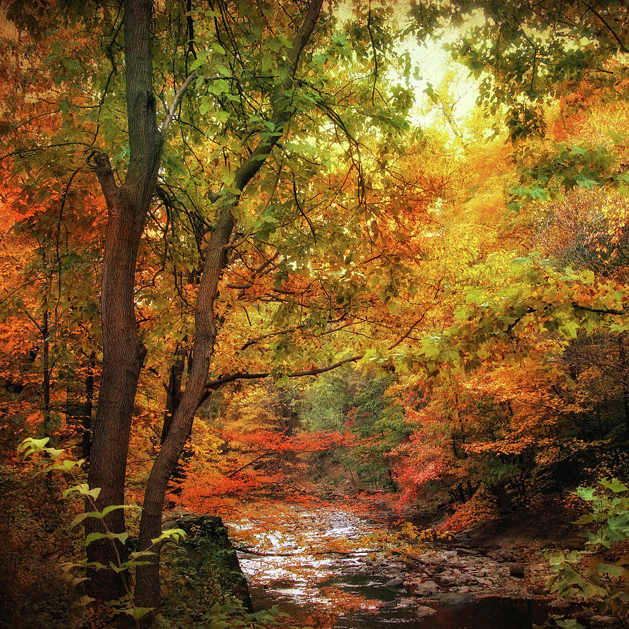 Autumn Stream II Photograph by Jessica Jenney