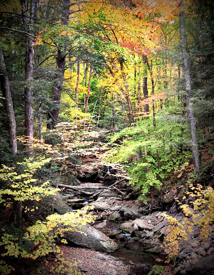 Autumn Stream in the Catskills Photograph by Michael Forte - Fine Art ...