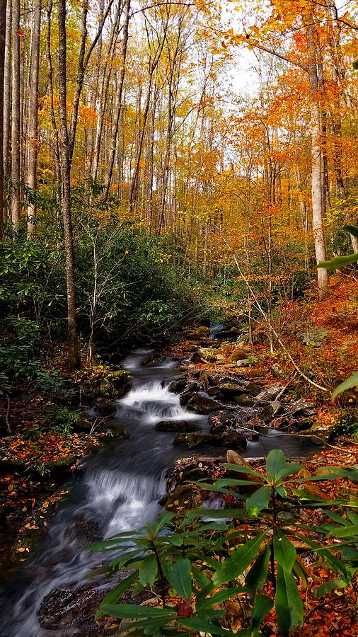 Autumn Stream Photograph by Joe Duket