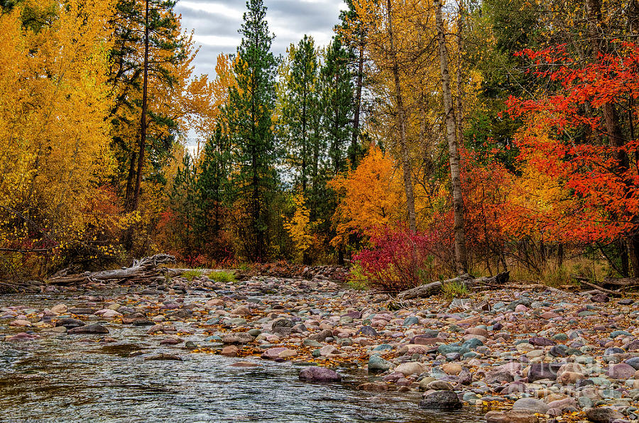 Autumn Stream Photograph by Pamela Dunn-Parrish