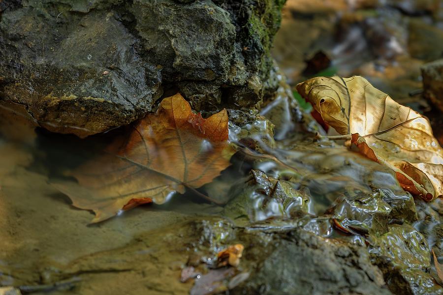 Autumn Stream Photograph by Ray Congrove