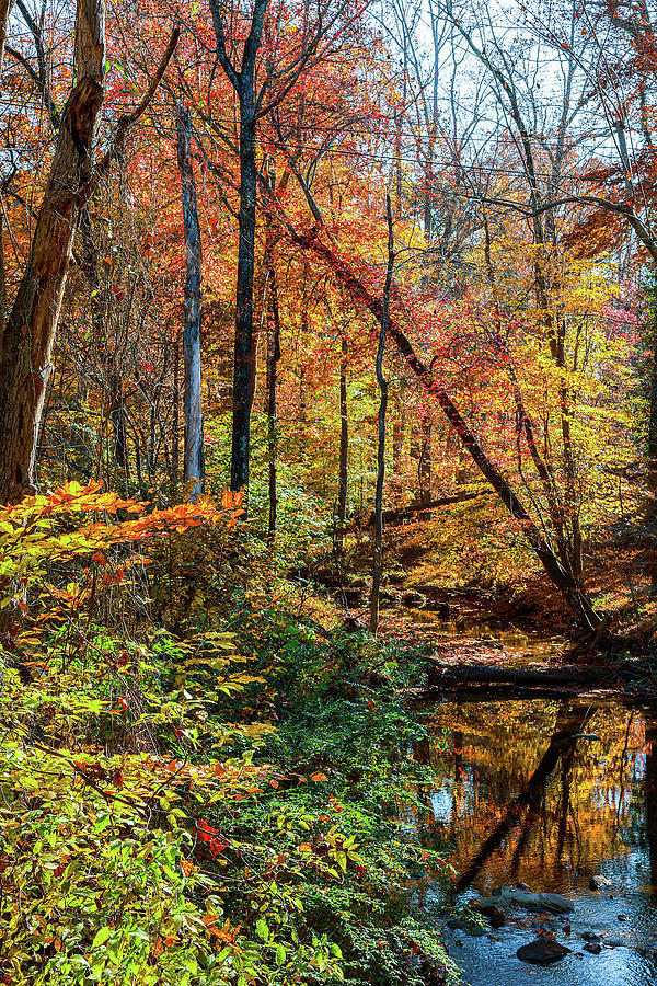 Autumn Stream Reflections Digital Art by Linda Ritlinger