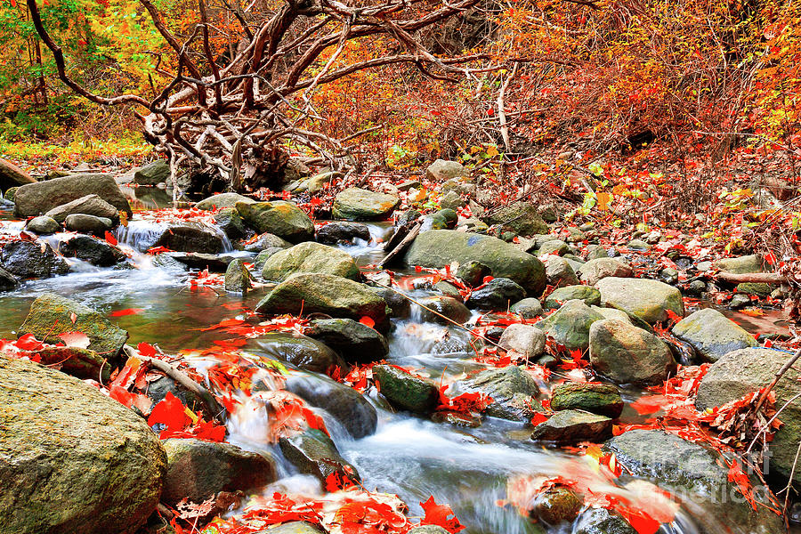 Autumn Stream with Red Maple Leaves Photograph by Charline Xia