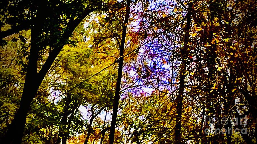 Autumn Stroll II Photograph by J Hale Turner