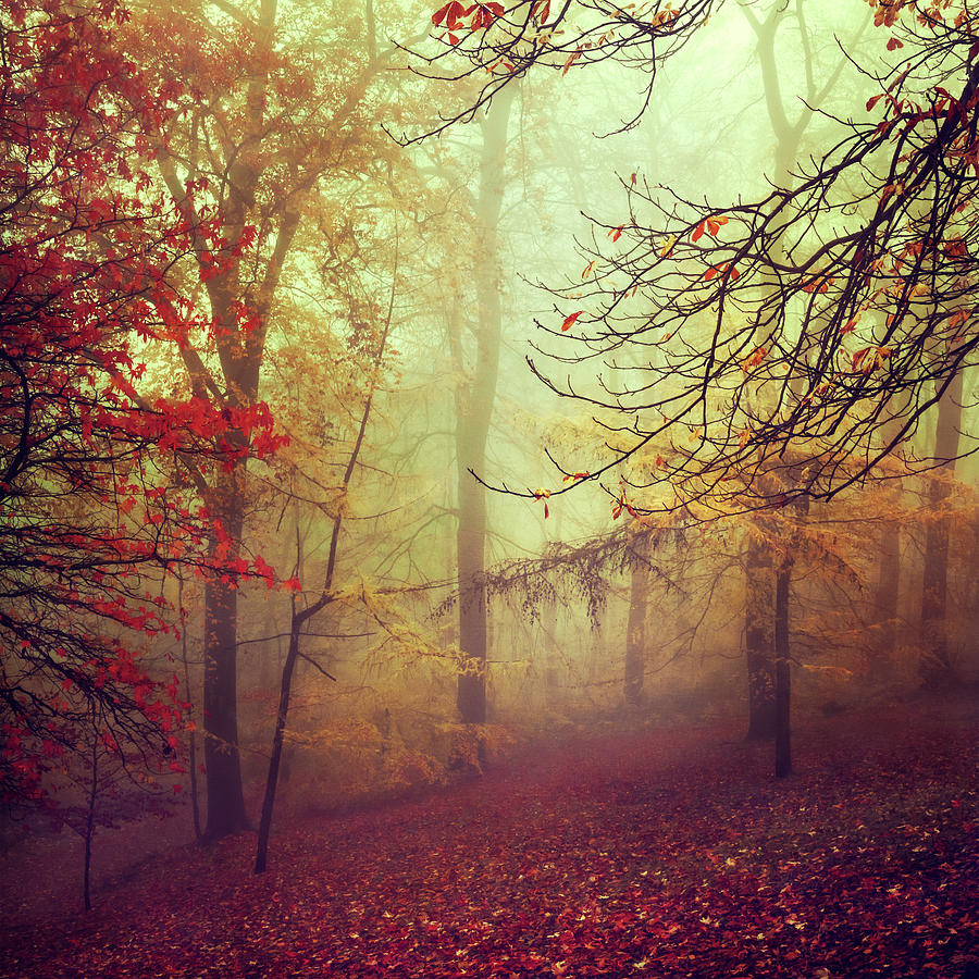 Autumn Stroll Misty Forest Landscape Photograph By Dirk Wuestenhagen