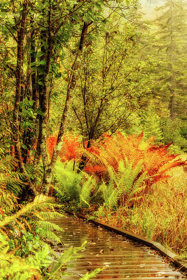 Autumn Stroll Through the Ferns Photograph by Dan Carmichael