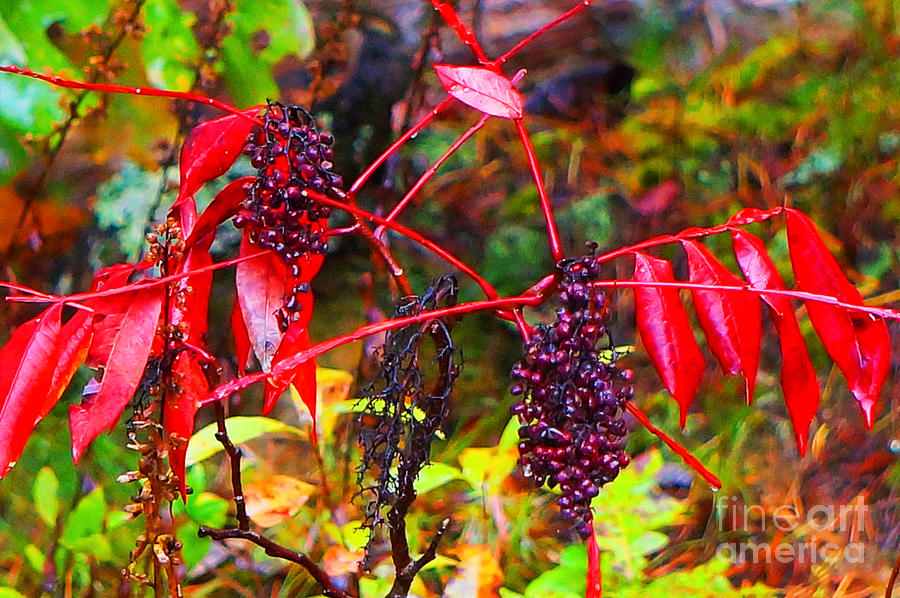 Autumn Sumac Leaves And Berries Photograph by Maxine Billings