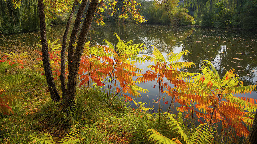 Autumn Sumac Photograph by Mark Mille