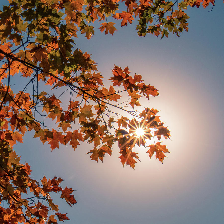 Autumn Sun Photograph by Allin Sorenson