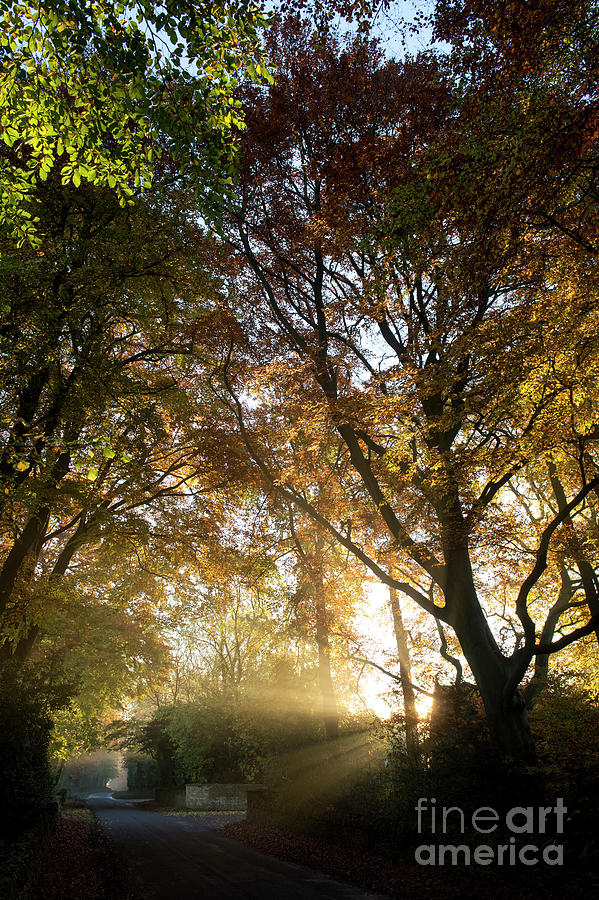 Autumn Sun Rays in the Cotswolds Photograph by Tim Gainey