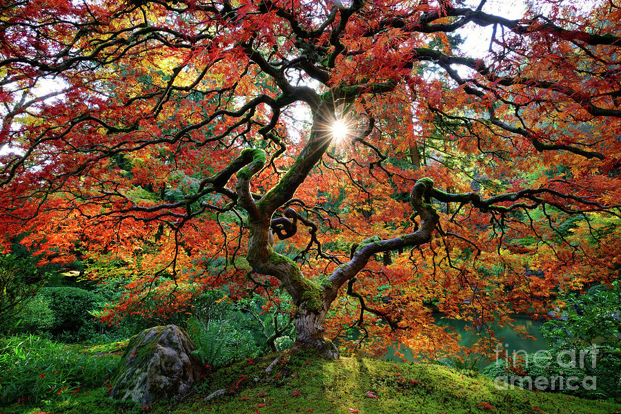 Autumn Sun Shining Through Maple in Portland Japanese Garden Photograph by Tom Schwabel