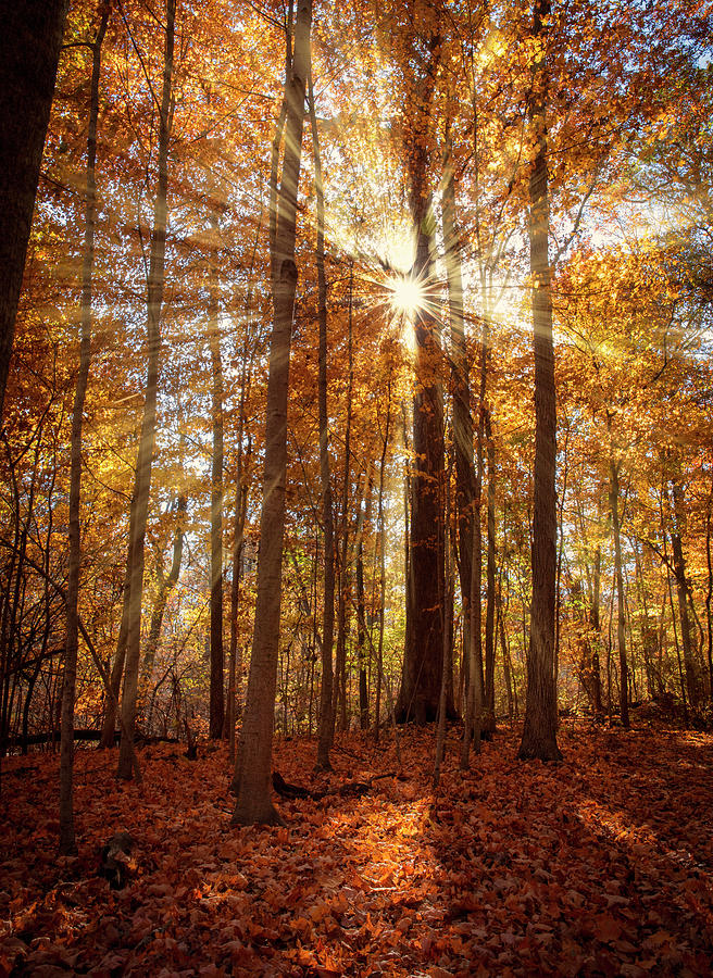 Autumn Sunburst Photograph by Dan Sproul