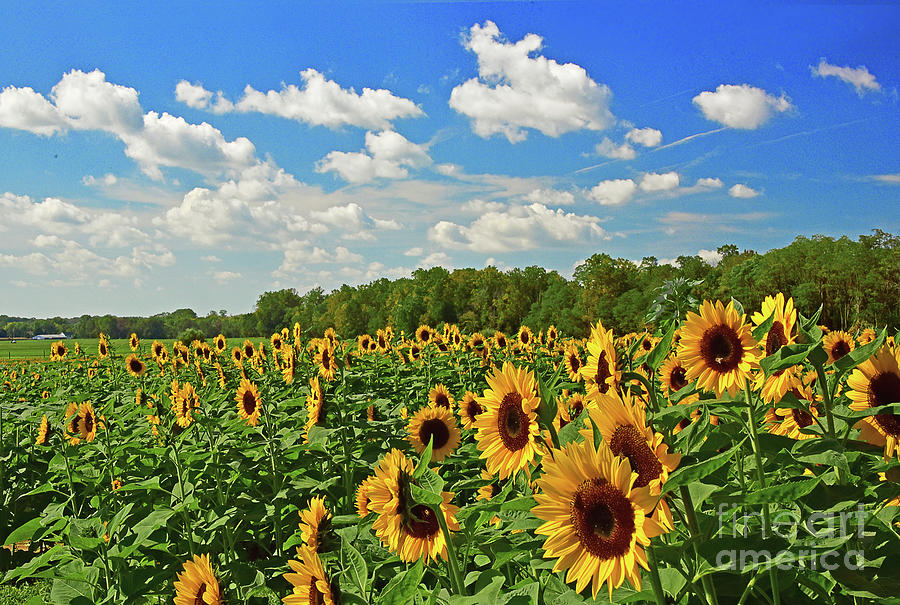 Autumn Sunflower Field Photograph