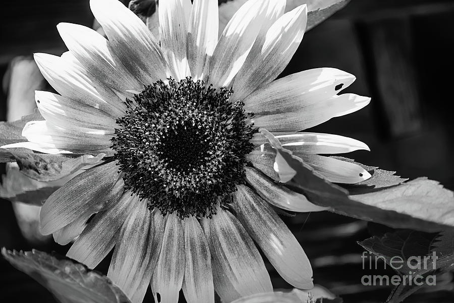 Autumn Sunflower in Black and White Photograph by Mellissa Ray