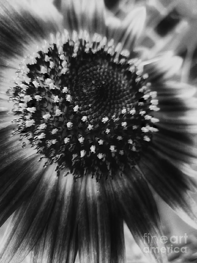 Autumn Sunflower In Black And White Digital Art