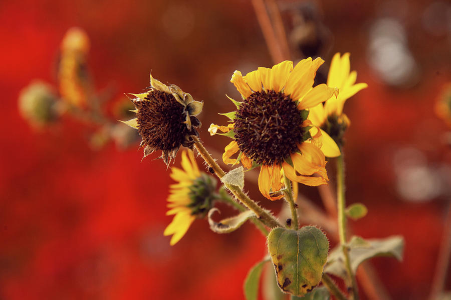 Autumn Sunflowers Photograph by Toni Hopper