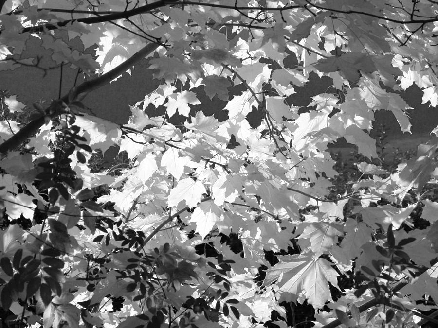 Autumn Sunglow Monochrome Photograph by Will Borden