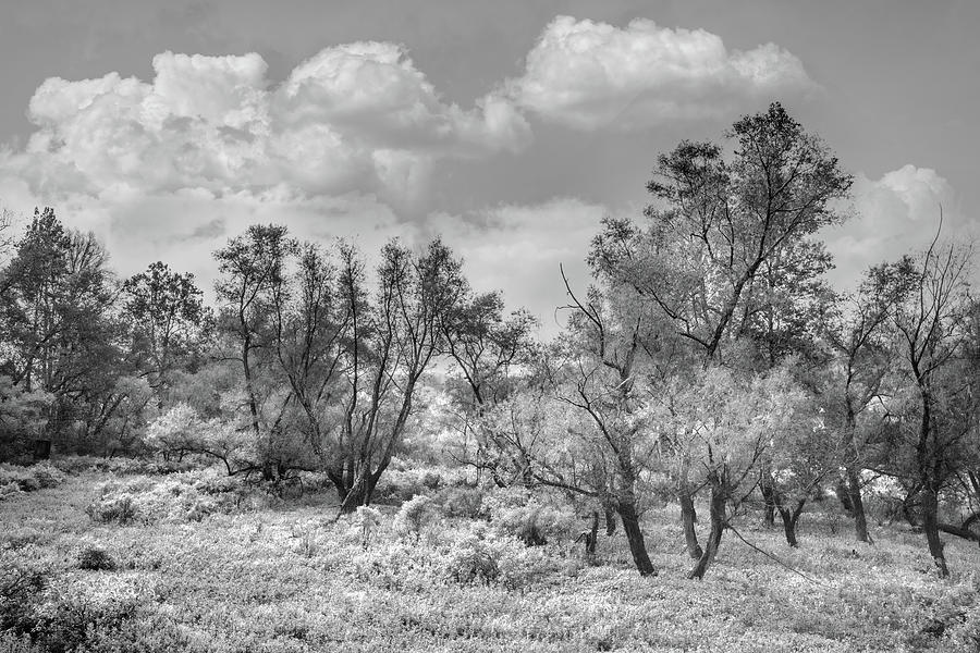 Autumn Sunlight in the Meadow in Black and White Photograph by Debra and Dave Vanderlaan