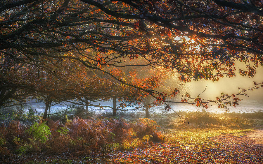 Autumn Sunrise In Sutton Park No 2 Photograph by Chris Fletcher