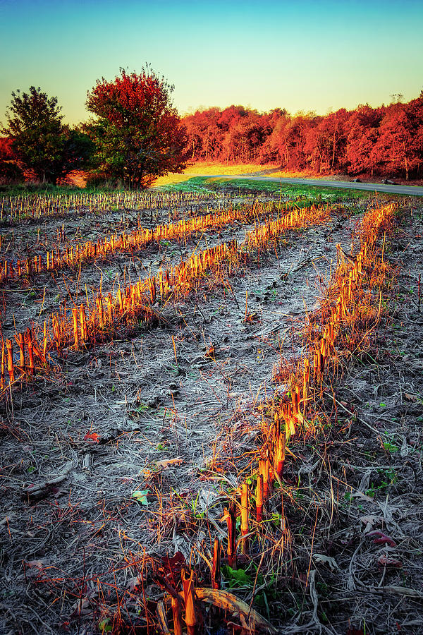 Autumn Sunrise on Frosty Corn Stalks Photograph by Dan Carmichael