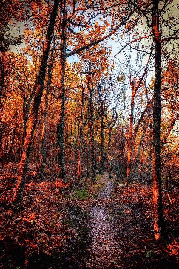 Autumn Sunrise on the Appalachian Trail Photograph by Dan Carmichael