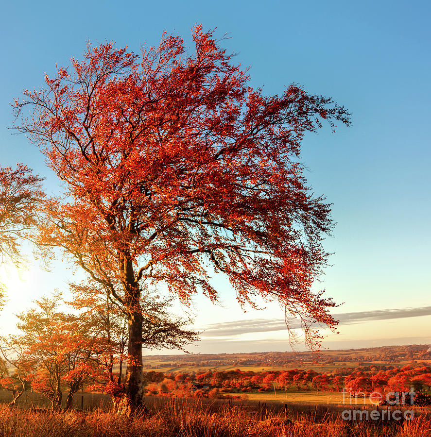 Autumn Sunshine Photograph by Kype Hills