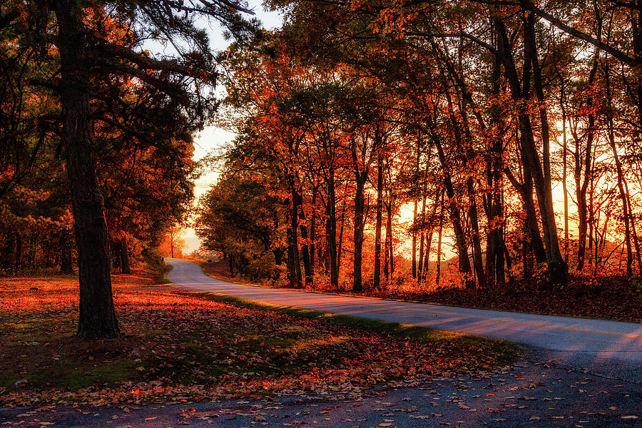 Autumn Sunset Through the Trees Photograph by Dan Carmichael