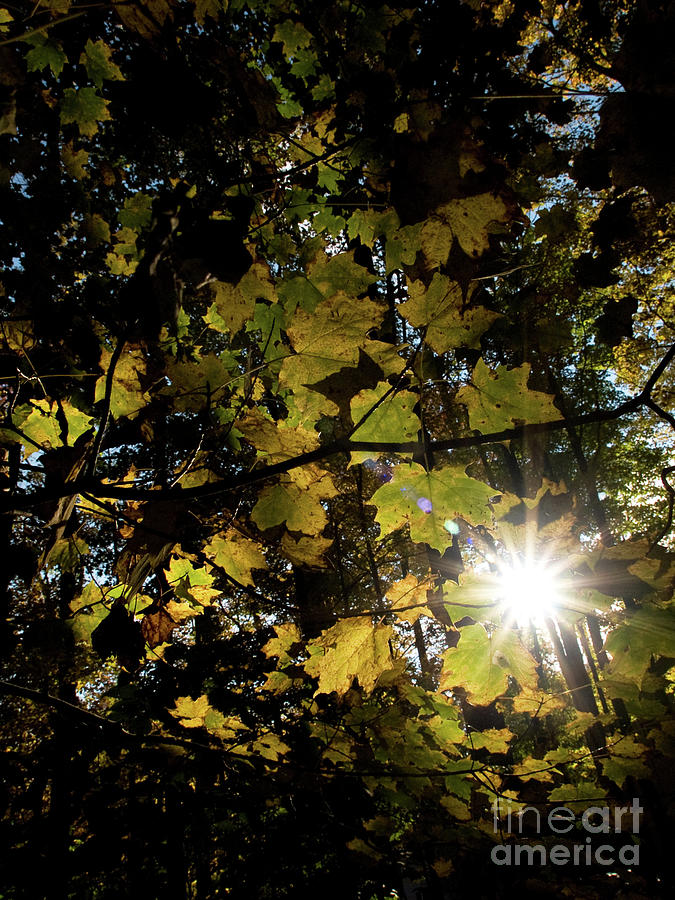 Autumn Sunstar 2 Photograph by Dorothy Lee
